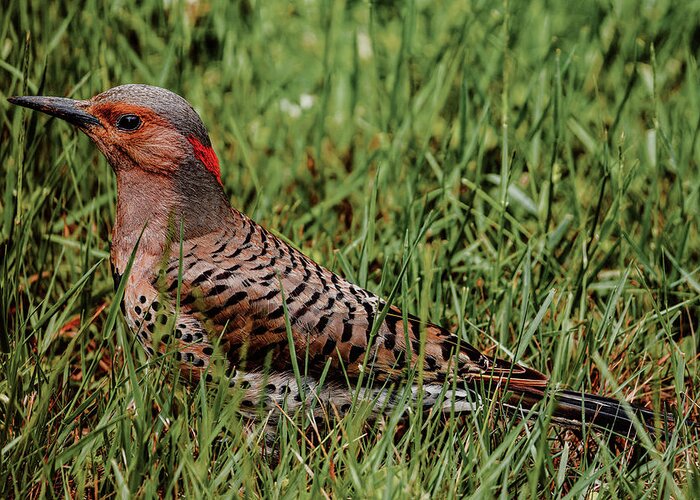 Northern Flicker Greeting Card featuring the photograph A Northern Flicker by Rich Kovach