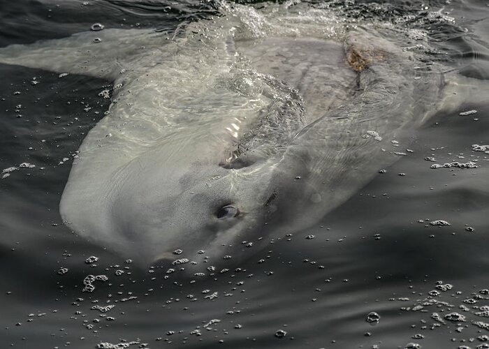  Mola Mola Greeting Card featuring the photograph A Ocean Sunfish - Mola mola by Amazing Action Photo Video