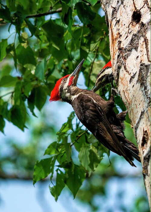 Woodpecker Greeting Card featuring the photograph A Pair Of Pileated by Pamela Dunn-Parrish