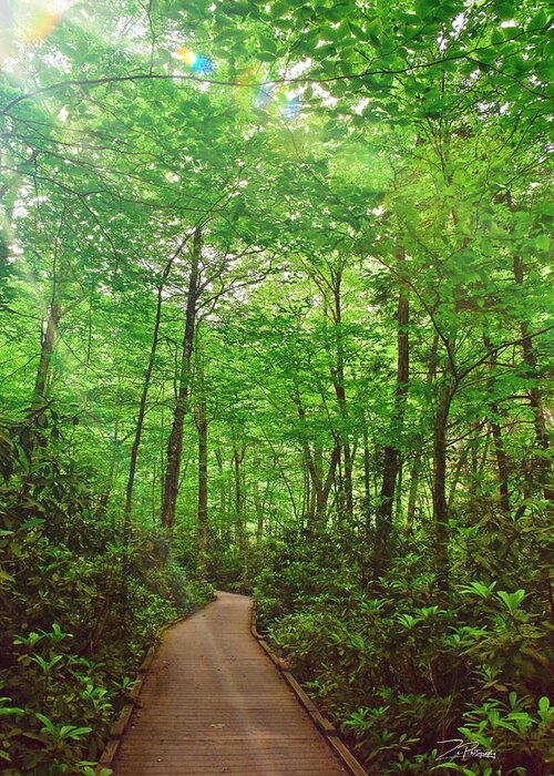 Woods Greeting Card featuring the photograph A Path in the Woods by Ingrid Zagers