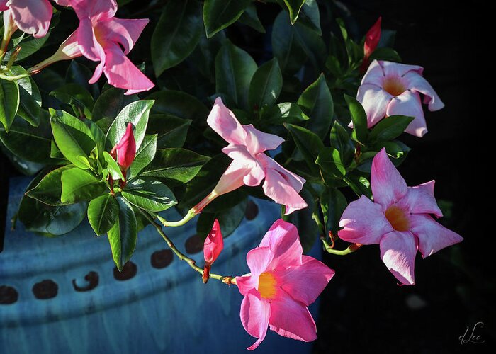 Flower Greeting Card featuring the photograph A Pink Trumpet of Light by D Lee