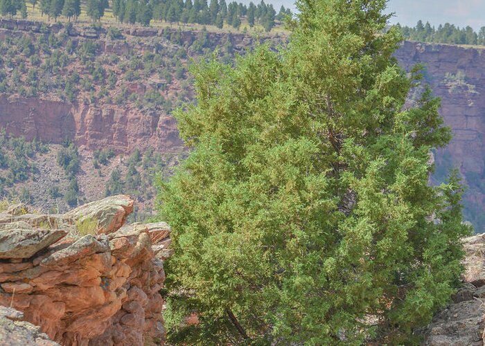 America Greeting Card featuring the photograph #2 A Ponderosa Pine Tree growing in a ravine on the edge of Flaming Gorge National Recreation Area #2 by Norm Lane