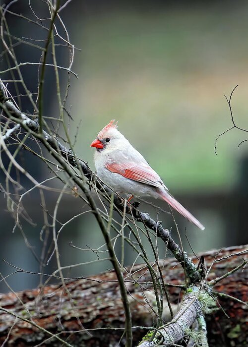 Northern Cardinal Greeting Card featuring the photograph A Rare Northerner by Jennifer Robin