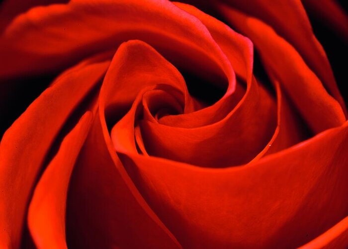 Red Rose Flower Love Symbol Valentine Sweet Scented Beautiful Pretty Elegant Macro Greeting Card featuring the photograph A Red, Red Rose by Blue Lens Photography UK photography by Neil R Finlay