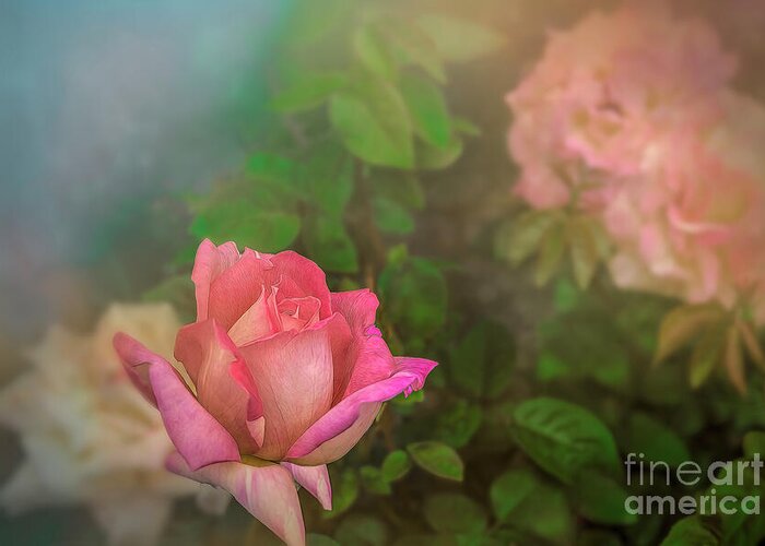 Rose Greeting Card featuring the photograph A Rose for Mother by Shelia Hunt