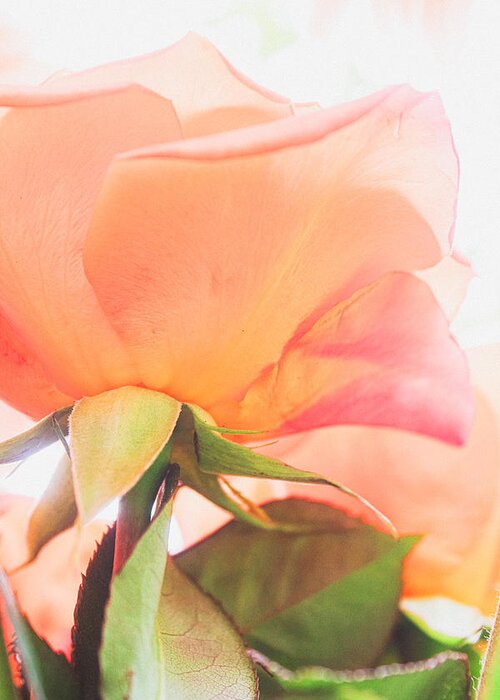 Rosa Hybrida Greeting Card featuring the photograph A Rose Made of Light by W Craig Photography
