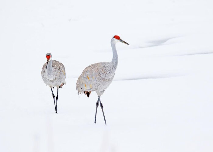 Sandhill Cranes; Wild Bird; Winter; Snow; Michigan Greeting Card featuring the photograph A Sandhill Crane Couple Walking in Snow by Shixing Wen
