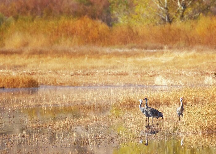 Bosque Del Apache Greeting Card featuring the photograph A Sandhill Crane Family by Susan Rissi Tregoning