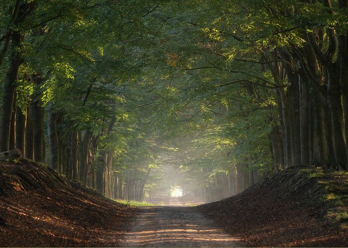 Sandroad Greeting Card featuring the photograph A sandy road in the forest near Otterlo by Anges Van der Logt