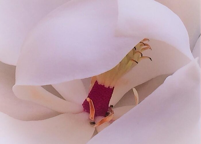 Magnolia Grandiflora Greeting Card featuring the photograph A Shy Magnolia by Angela Davies