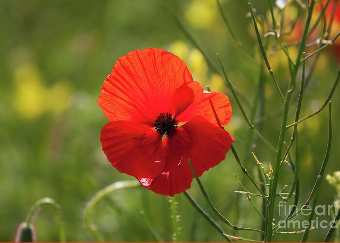 Uk Greeting Card featuring the photograph A Single Poppy, Yorkshire by Tom Holmes Photography