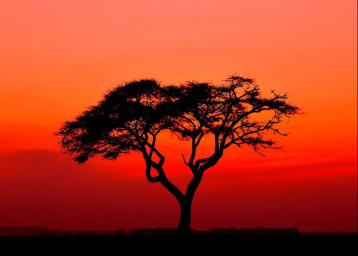 Africa Greeting Card featuring the photograph A Solitary Acacia Tree in the African Sunset by Mitchell R Grosky