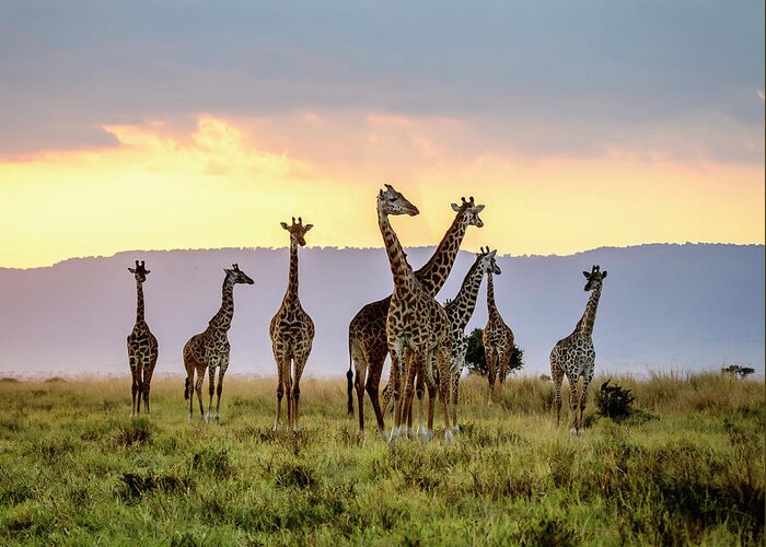 Africa Greeting Card featuring the photograph A Tower of Giraffes at Sunset by Laura Hedien