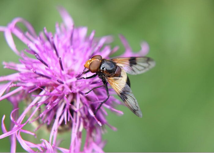 Volucella Pellucens Greeting Card featuring the photograph A Volucella pellucens pollinating red clover by Vaclav Sonnek