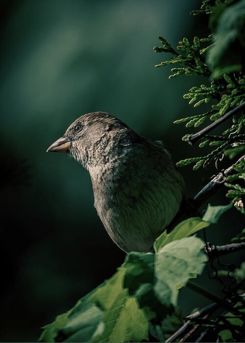 Sparrow Greeting Card featuring the photograph A Watchful Eye by Rich Kovach