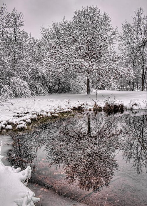 Winter Greeting Card featuring the photograph A Winter Reflection by Dale Kauzlaric