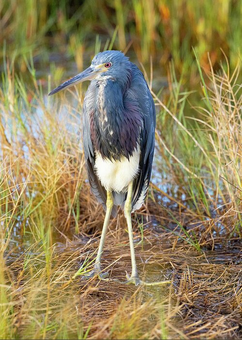 R5-2607 Greeting Card featuring the photograph A young blue heron by Gordon Elwell