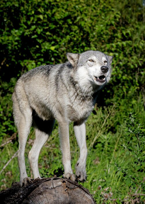 Wolf Greeting Card featuring the photograph About to Howl by Laura Hedien