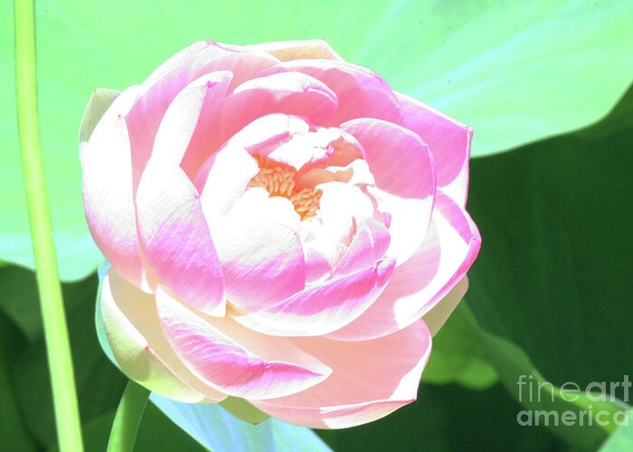 Lotus; Lotus Blossom; Water Lily; Water Lilies; Lily; Lilies; Flowers; Flower; Floral; Flora; White; White Water Lily; White Flowers; Green; Pink; Digital Art; Photography; Painting; Simple; Decorative; Décor; Abstract; Close-up Greeting Card featuring the photograph Abstract Lotus Blossom #2 by Tina Uihlein
