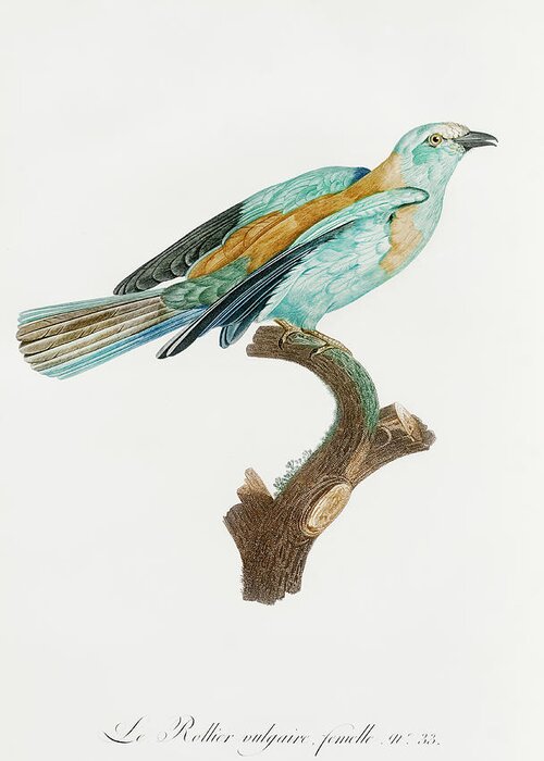Abyssinian Roller 02 - Vintage Bird Illustration - Birds Of Paradise ...