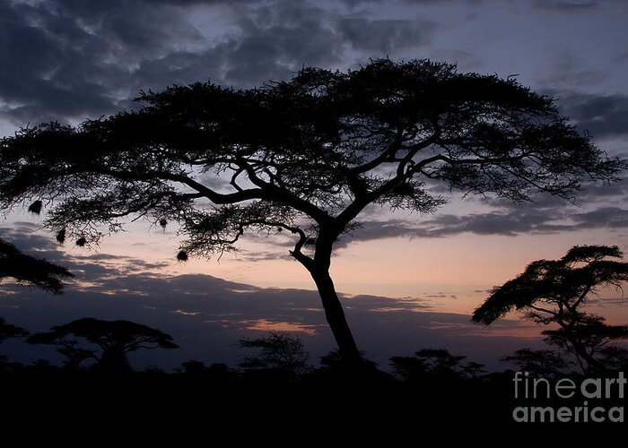 Acacia Greeting Card featuring the photograph Acacia Trees Sunset by Chris Scroggins