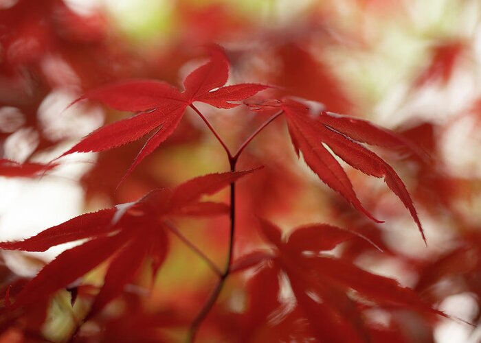 Acer Greeting Card featuring the photograph Acer leaves by Average Images