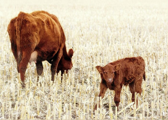 Cow And Calf Greeting Card featuring the photograph Adorably Awkward Calf by Susan Rissi Tregoning
