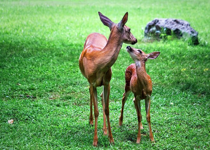 Fawn Greeting Card featuring the photograph Adoring Fawn by Laura Vilandre