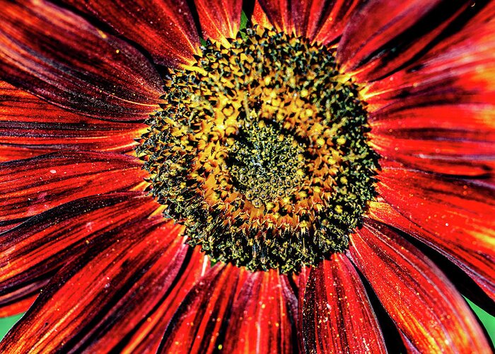 Aesthetic Sunflower Greeting Card featuring the photograph Aesthetic Sun Flower by Louis Dallara