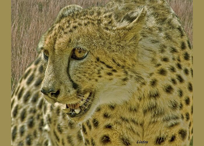 Cheetah Greeting Card featuring the photograph African Cheetah 8 by Larry Linton
