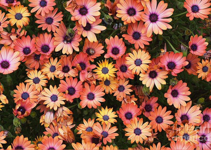 Osteospermum Greeting Card featuring the photograph African Daisy Zion Red Display by Joy Watson