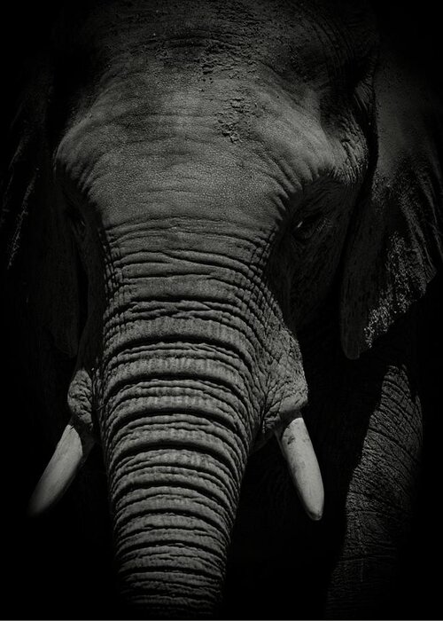 Photo Greeting Card featuring the photograph African Elephant #1 by Matthew Adelman