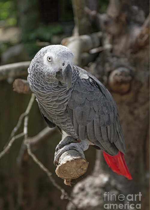 African Grey Parrot Greeting Card featuring the photograph African Grey Parrot by Elaine Teague