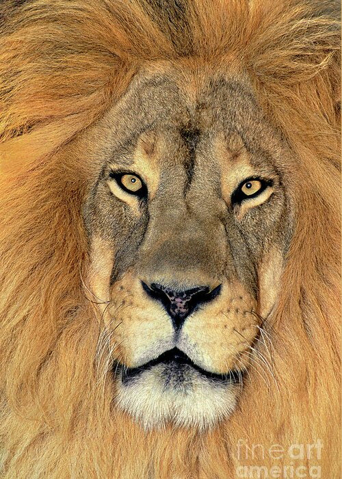 African Lion Greeting Card featuring the photograph African Lion Portrait Wildlife Rescue by Dave Welling