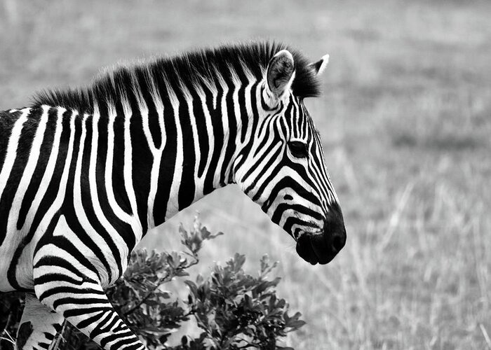 Zebra Greeting Card featuring the photograph African Zebra by Aidan Moran