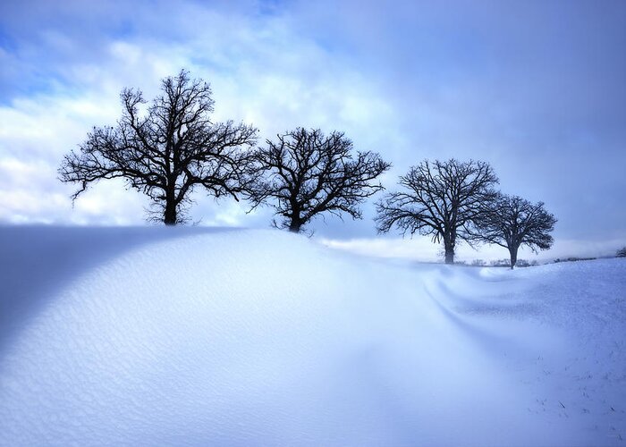 Snow Greeting Card featuring the photograph After the Storm - Oak trees with snowdrift after a snowstorm by Peter Herman
