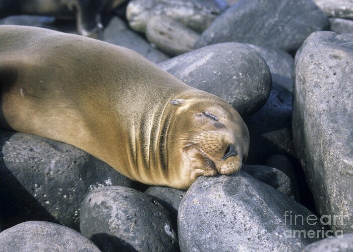 Sealion Greeting Card featuring the photograph Afternoon nap by James Brunker