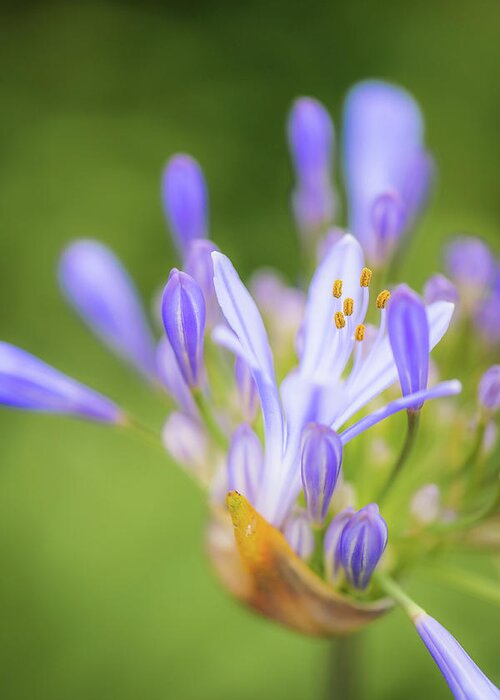 Agapanthus Greeting Card featuring the photograph Agapanthus by Alexander Kunz