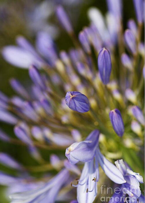 Lily Of The Nile Greeting Card featuring the photograph Agapanthus Buds To Flower by Joy Watson