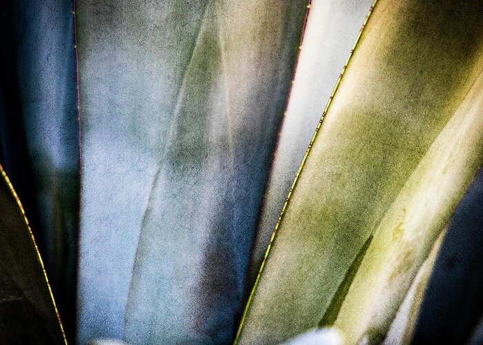 Agave Art Greeting Card featuring the photograph Agave Art by Paul Bartell