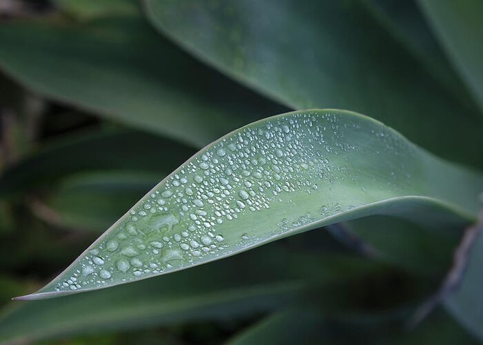 Agave Attenuata Greeting Card featuring the photograph Agave Attenuata Leaf and Rain Drops by William Dunigan