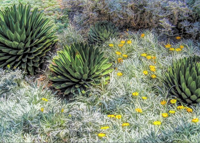 Agave Greeting Card featuring the photograph Agave Times Three by Ginger Stein