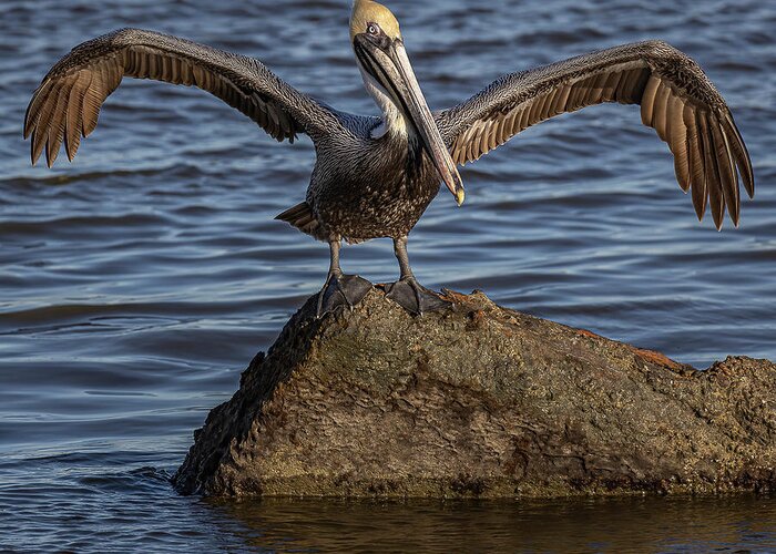 Pelican Greeting Card featuring the photograph Air Dry by JASawyer Imaging