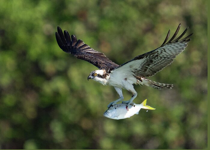 Osprey Greeting Card featuring the photograph Air Lunch by Todd Tucker