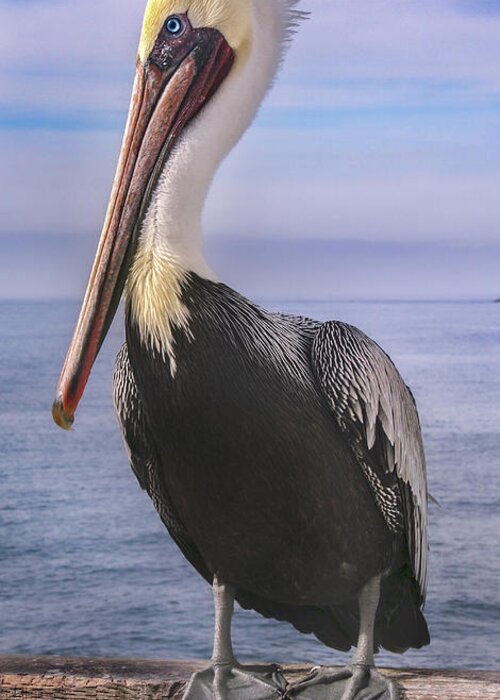 Pelican Greeting Card featuring the photograph Alan the Pretty Pelican 1 by Sally Bauer