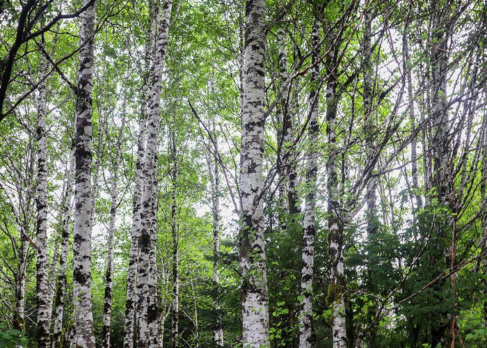 Alaska Greeting Card featuring the photograph Alaska White Birch Forest by Ed Williams