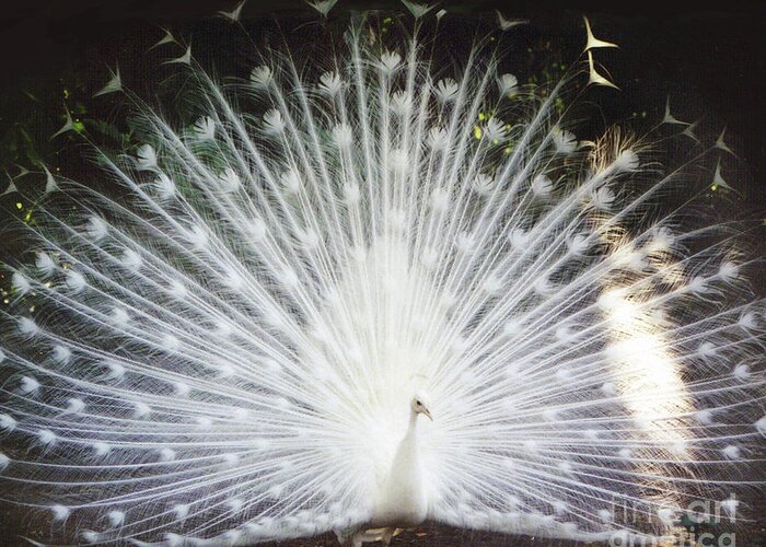 Albino White Peacock Display Feather Greeting Card featuring the photograph Albino White Peacock Display by Kimberly Blom-Roemer