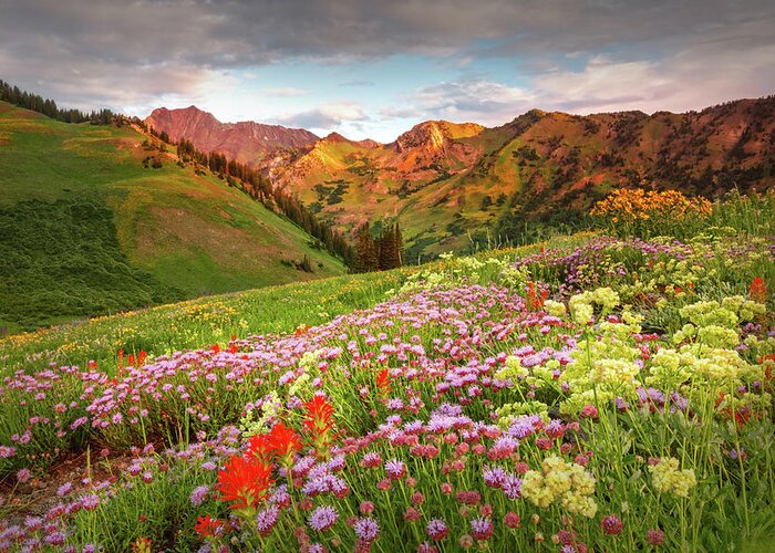 Alta Greeting Card featuring the photograph Albion Summer Flowers Sunrise by Wasatch Light