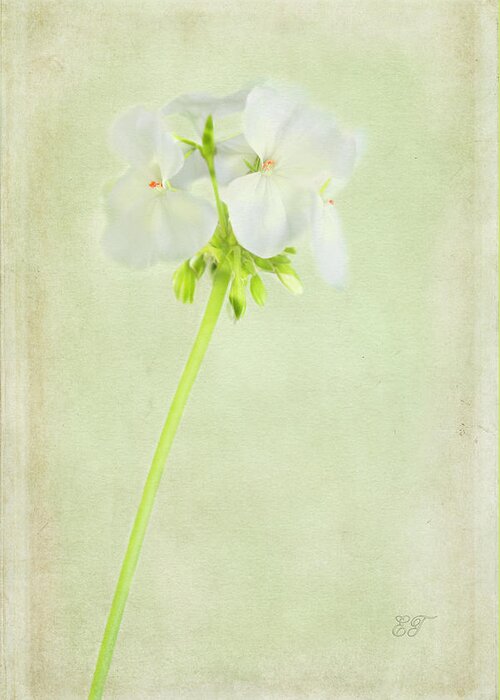 Flowers Greeting Card featuring the photograph White Geranium 2 by Elaine Teague