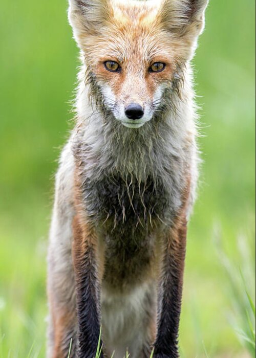 Fox Greeting Card featuring the photograph All Seasons by Kevin Dietrich